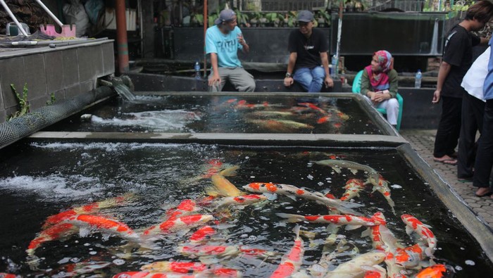 Keren! Indonesia Jadi Eksportir Ikan Hias Terbesar Kedua di Dunia