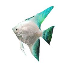 Ikan Angelfish