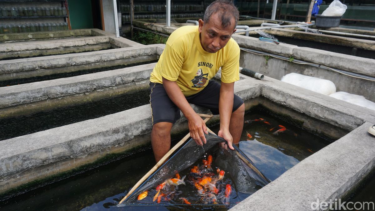 Ikan Sapu-sapu: Spesies Menarik di Dunia Akuarium