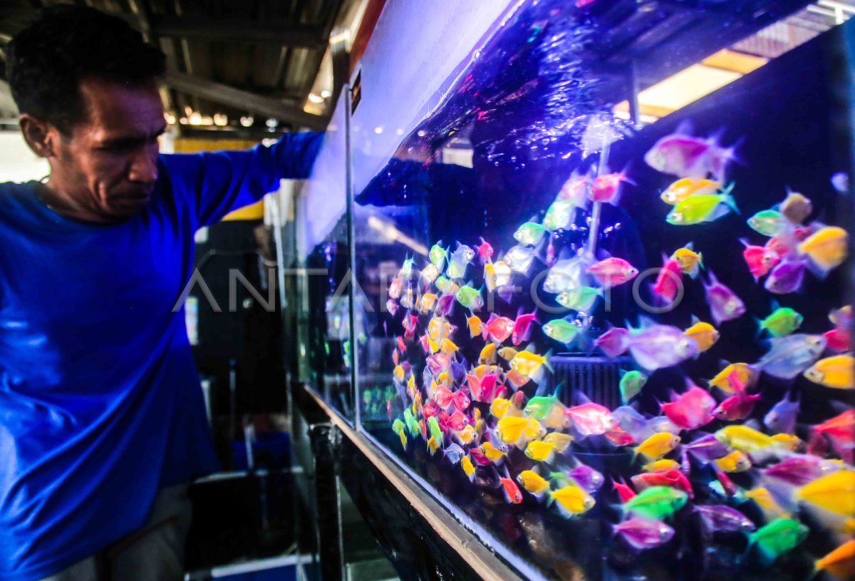 21 Jenis Ikan Hias Aquarium Paling Cantik