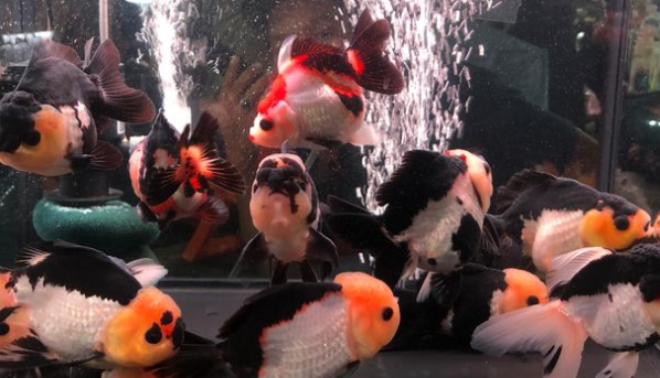 Kenalan dengan Ikan Panda Oranda Goldfish dan Cara Merawatnya