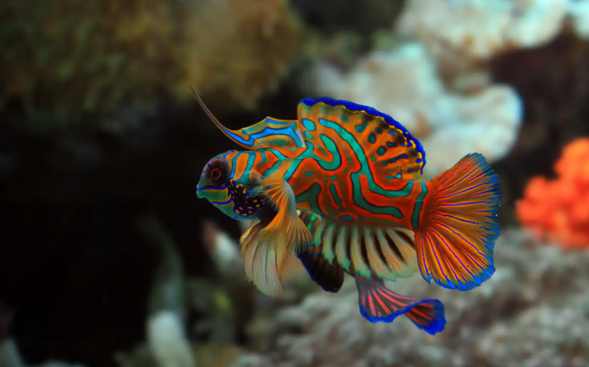 Mengenal Ikan Mandarin Fish