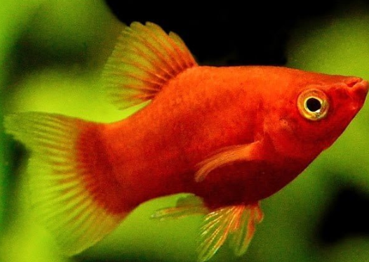 Keindahan Ikan Platy